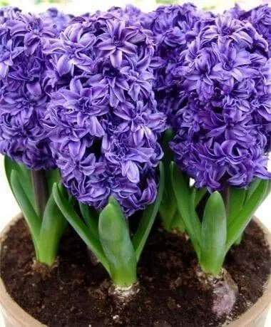 Hyacinthus orientalis 'Royal Navy', Flowers bulbs, double’ floret - Caribbean garden seed