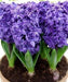 Hyacinthus orientalis 'Royal Navy', Flowers bulbs, double’ floret - Caribbean garden seed