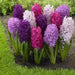 Hyacinth Fierce Mix,fragrance garden flowers - Caribbean garden seed