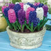 Hyacinth Fierce Mix,fragrance garden flowers - Caribbean garden seed