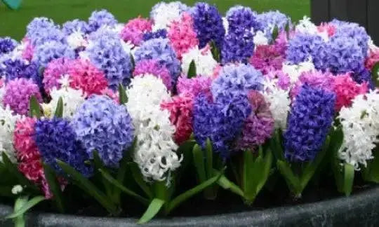 Hyacinth Fierce Mix,fragrance garden flowers - Caribbean garden seed