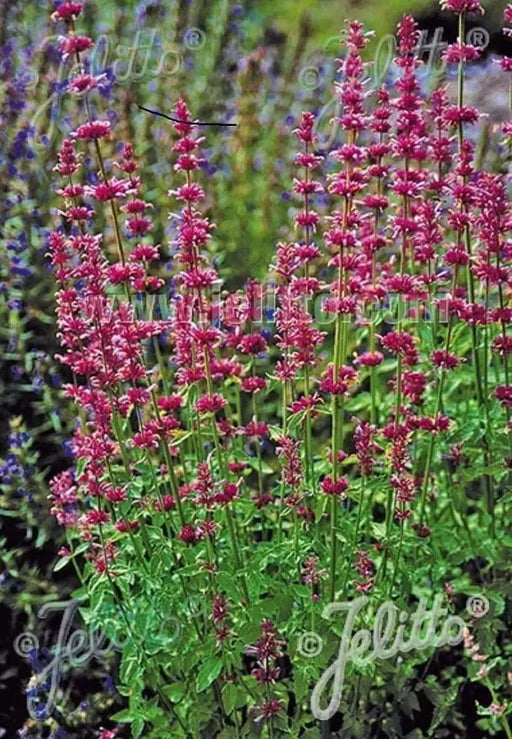 Hyssop Seeds, Pink Pop - Hummingbird Mint - Caribbean garden seed