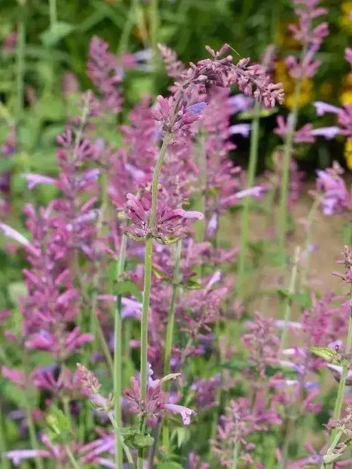Hyssop Seeds, Pink Pop - Hummingbird Mint - Caribbean garden seed