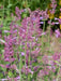 Hyssop Seeds, Pink Pop - Hummingbird Mint - Caribbean garden seed