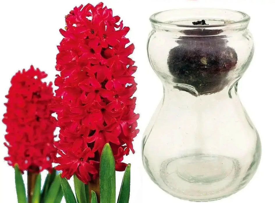 Hyacinth Bulb Forcing Kit -(Clear Glass Vase w/ Hyacinth Bulb ) Great gift - Caribbean garden seed
