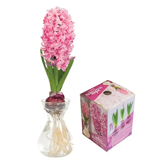 Hyacinth Bulb Forcing Kit -(Clear Glass Vase w/ Hyacinth Bulb ) Great gift - Caribbean garden seed