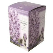 Hyacinth Bulb Forcing Kit -(Clear Glass Vase w/ Hyacinth Bulb ) Great gift - Caribbean garden seed