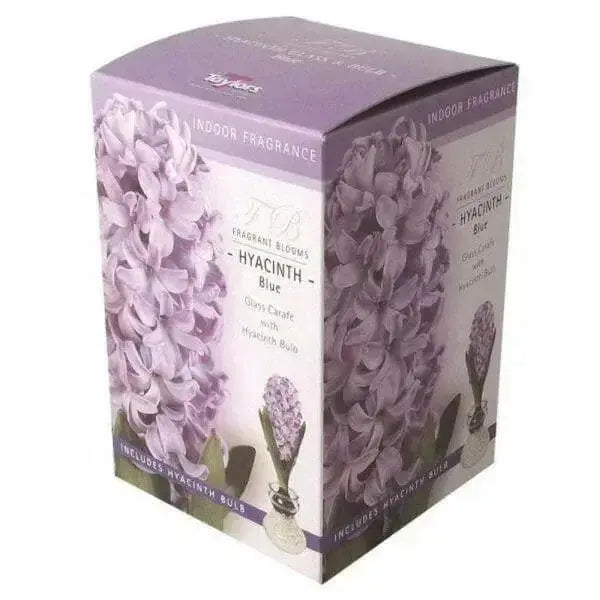 Hyacinth Bulb Forcing Kit -(Clear Glass Vase w/ Hyacinth Bulb ) Great gift - Caribbean garden seed