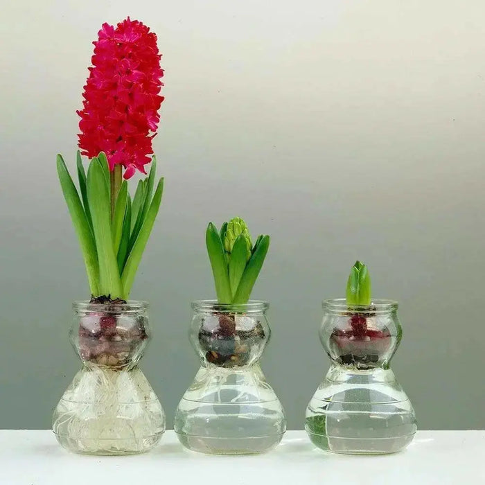 Hyacinth Bulb Forcing Kit -(Clear Glass Vase w/ Hyacinth Bulb ) Great gift - Caribbean garden seed