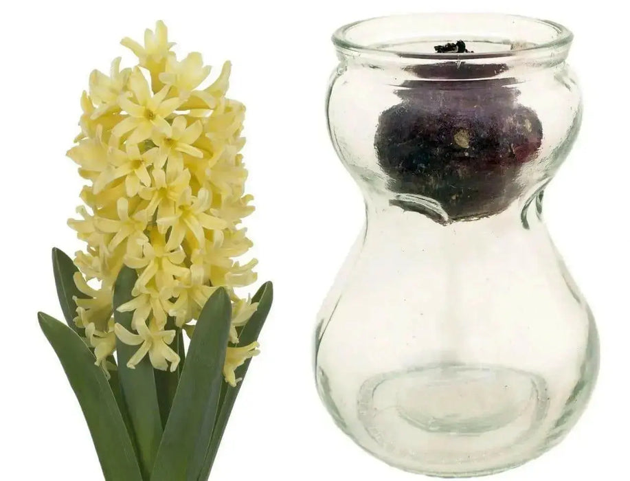 Hyacinth Bulb Forcing Kit -(Clear Glass Vase w/ Hyacinth Bulb ) Great gift - Caribbean garden seed