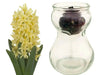 Hyacinth Bulb Forcing Kit -(Clear Glass Vase w/ Hyacinth Bulb ) Great gift - Caribbean garden seed