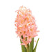 Hyacinth Bulb Forcing Kit -(Clear Glass Vase w/ Hyacinth Bulb ) Great gift - Caribbean garden seed