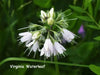 Hydrophyllum Virginianum Waterleaf - Caribbean garden seed