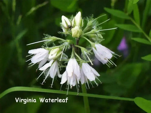 Hydrophyllum Virginianum Waterleaf - Caribbean garden seed