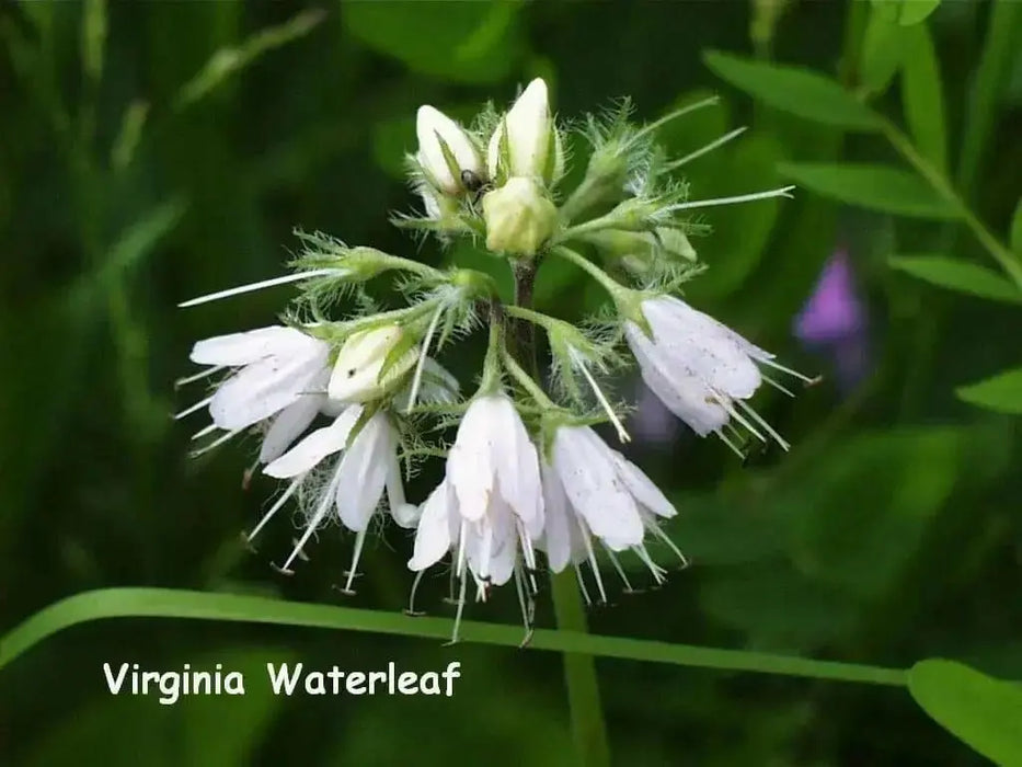 Hydrophyllum Virginianum Waterleaf - Caribbean garden seed