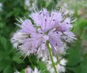 Hydrophyllum Virginianum Waterleaf - Caribbean garden seed