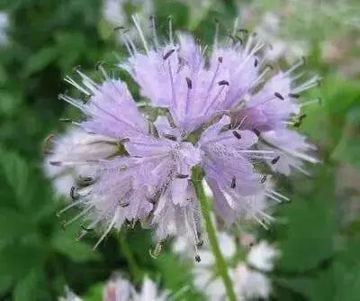Hydrophyllum Virginianum Waterleaf - Caribbean garden seed