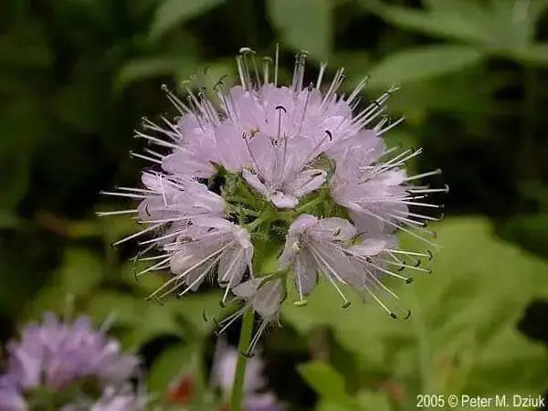 Hydrophyllum Virginianum Waterleaf - Caribbean garden seed