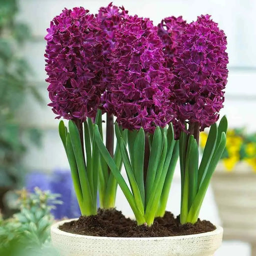 Hyacinth bulbs,Woodstock (burgundy)Great in container - Caribbean garden seed