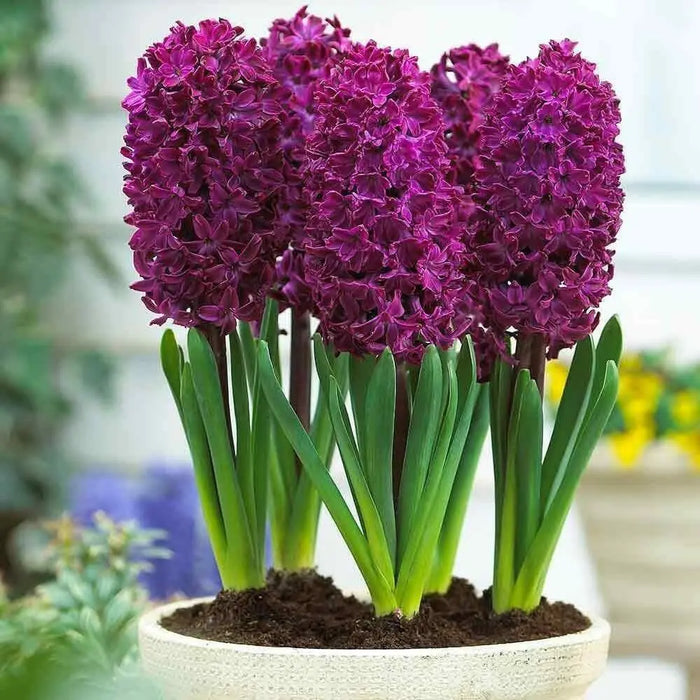 Hyacinth bulbs,Woodstock (burgundy)Great in container - Caribbean garden seed