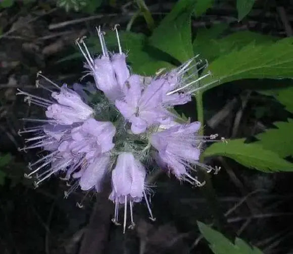Hydrophyllum Virginianum Waterleaf - Caribbean garden seed