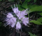 Hydrophyllum Virginianum Waterleaf - Caribbean garden seed