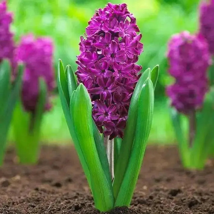 Hyacinth bulbs,Woodstock (burgundy)Great in container - Caribbean garden seed