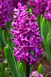 Hyacinth bulbs,Woodstock (burgundy)Great in container - Caribbean garden seed