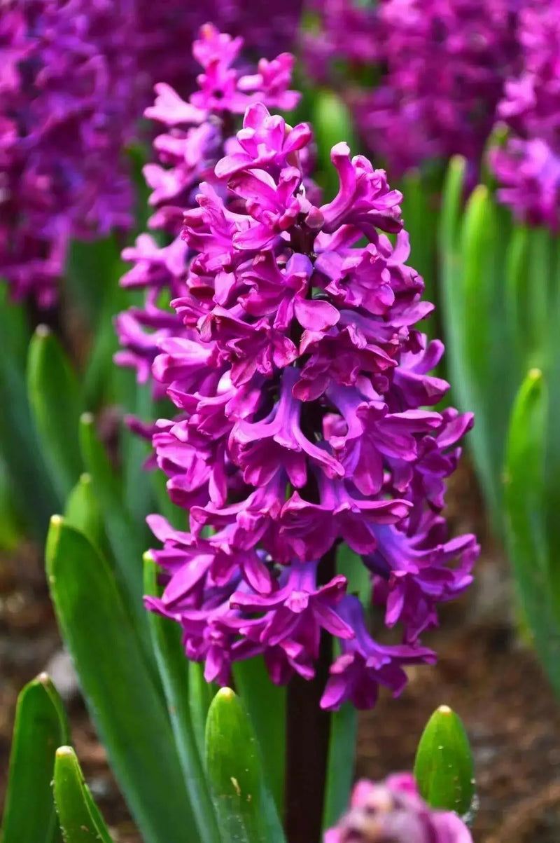 Hyacinth bulbs,Woodstock (burgundy)Great in container - Caribbean garden seed