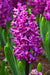 Hyacinth bulbs,Woodstock (burgundy)Great in container - Caribbean garden seed