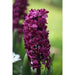 Hyacinth bulbs,Woodstock (burgundy)Great in container - Caribbean garden seed
