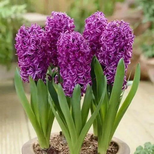 Hyacinth Bulbs,Hyacinth, Purple Sensation Dense clusters of fragrant, rich purple blooms on thick stems. Now Shipping ! - Caribbean garden seed