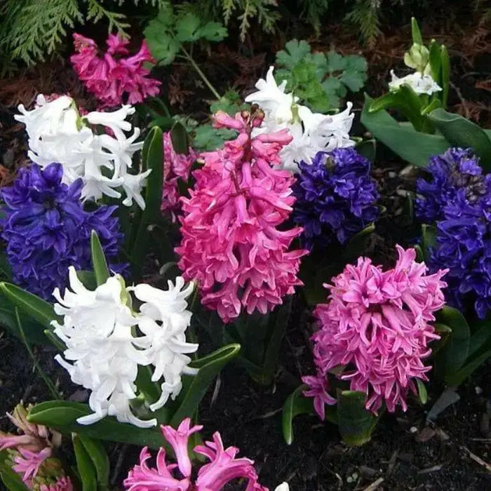 Hyacinth Bulbs,Hyacinth, Purple Sensation Dense clusters of fragrant, rich purple blooms on thick stems. Now Shipping ! - Caribbean garden seed
