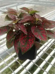 Hypoestes Seeds  (Splash Select Red) 50 Seeds,Great Indoor or outdoor ! - Caribbean garden seed
