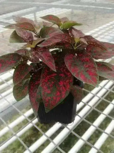 Hypoestes Seeds  (Splash Select Red) 50 Seeds,Great Indoor or outdoor ! - Caribbean garden seed