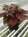 Hypoestes Seeds  (Splash Select Red) 50 Seeds,Great Indoor or outdoor ! - Caribbean garden seed