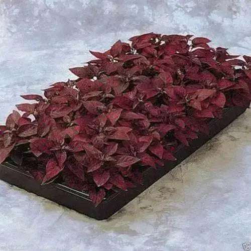 Hypoestes Seeds  (Splash Select Red) 50 Seeds,Great Indoor or outdoor ! - Caribbean garden seed