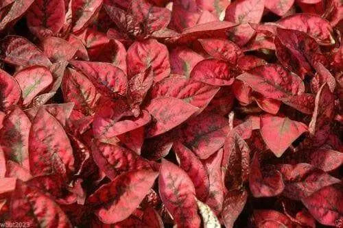 Hypoestes Seeds  (Splash Select Red) 50 Seeds,Great Indoor or outdoor ! - Caribbean garden seed