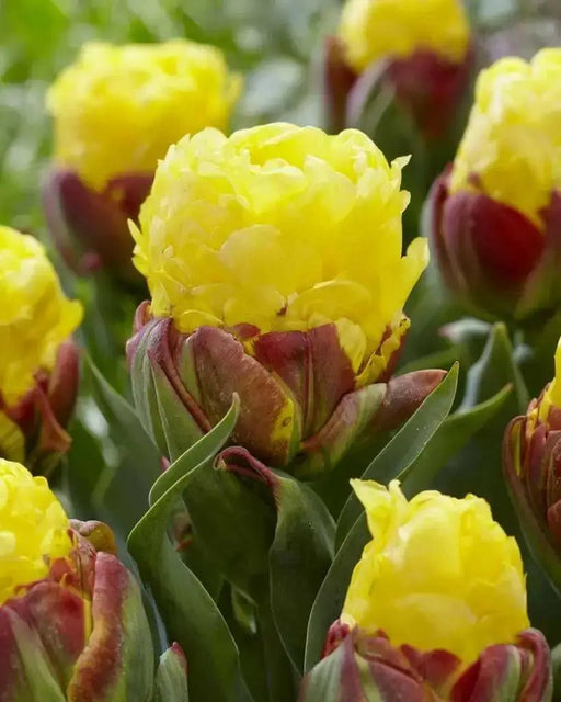ICE CREAM  BANANA Tulip (Bulbs) FALL PLANTING - Caribbean garden seed