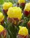 ICE CREAM  BANANA Tulip (Bulbs) FALL PLANTING - Caribbean garden seed