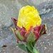 ICE CREAM  BANANA Tulip (Bulbs) FALL PLANTING - Caribbean garden seed