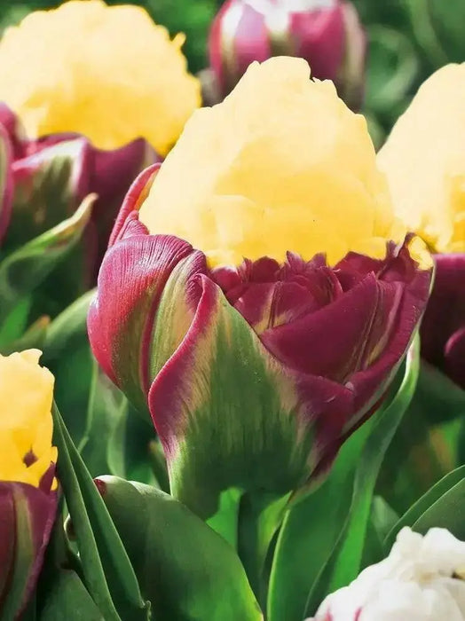 ICE CREAM  BANANA Tulip (Bulbs) FALL PLANTING - Caribbean garden seed