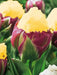 ICE CREAM  BANANA Tulip (Bulbs) FALL PLANTING - Caribbean garden seed