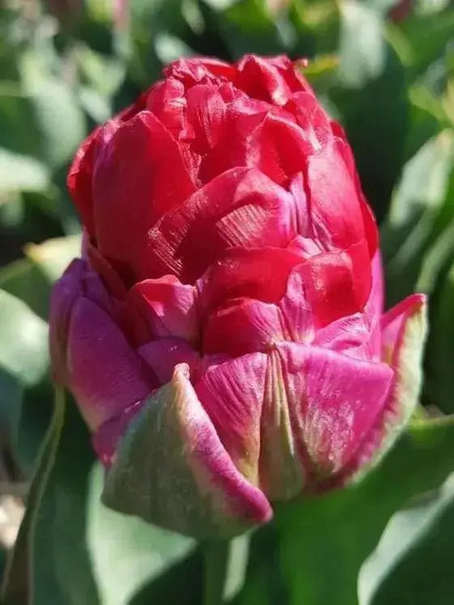 ICE CREAM  Strawberry' Tulip (Bulbs) FALL PLANTING - Caribbean garden seed