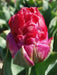 ICE CREAM  Strawberry' Tulip (Bulbs) FALL PLANTING - Caribbean garden seed
