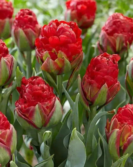 ICE CREAM  Strawberry' Tulip (Bulbs) FALL PLANTING - Caribbean garden seed