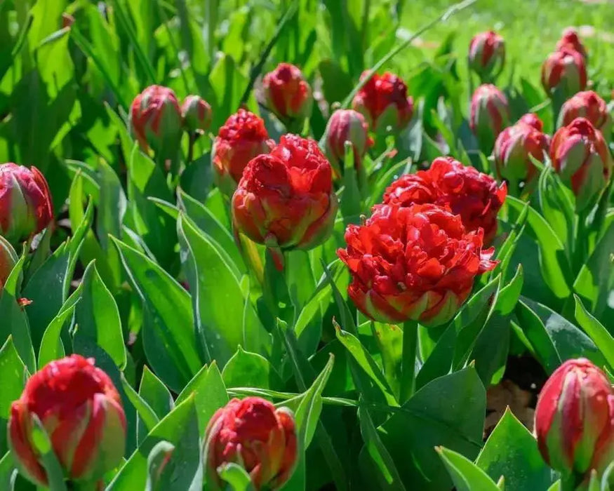 ICE CREAM  Strawberry' Tulip (Bulbs) FALL PLANTING - Caribbean garden seed