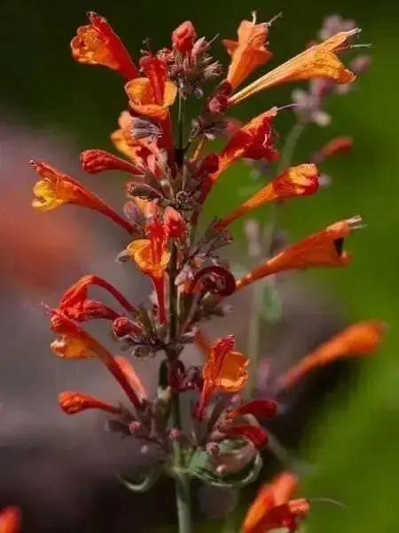 HYSSOP Seeds,TANGO ,PERENNIAL FLOWERS - Caribbean garden seed