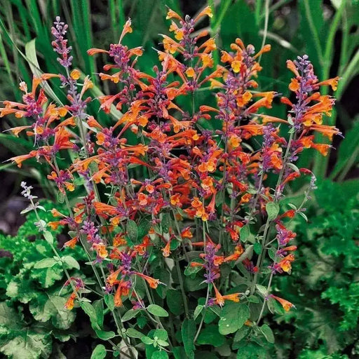 HYSSOP Seeds,TANGO ,PERENNIAL FLOWERS - Caribbean garden seed