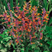 HYSSOP Seeds,TANGO ,PERENNIAL FLOWERS - Caribbean garden seed